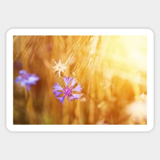 Cornflower on the field of mature grain against bright sun beam Sticker